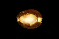 藏品(雪山寶螺)的圖片